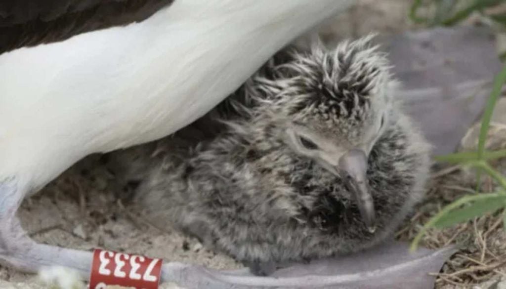 Wisdom, a albatroz-de-Laysan considerada a ave selvagem mais velha do mundo, tem cerca de 75 anos. Fonte: Diário do Litoral