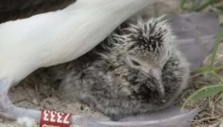 Wisdom, a albatroz que sobreviveu a gera&ccedil;&otilde;es e continua a fazer hist&oacute;ria