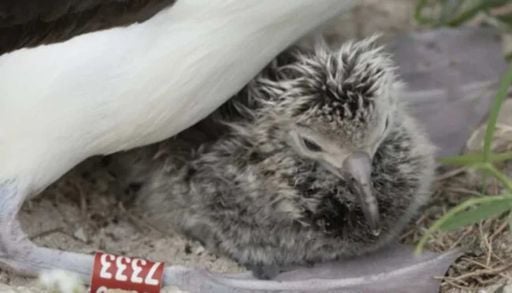 Wisdom, a albatroz que sobreviveu a gera&ccedil;&otilde;es e continua a fazer hist&oacute;ria