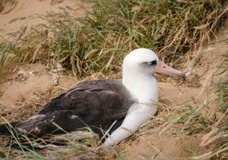 Wisdom, der älteste Vogel der Welt, hat mit 74 Jahren ein Ei geleg