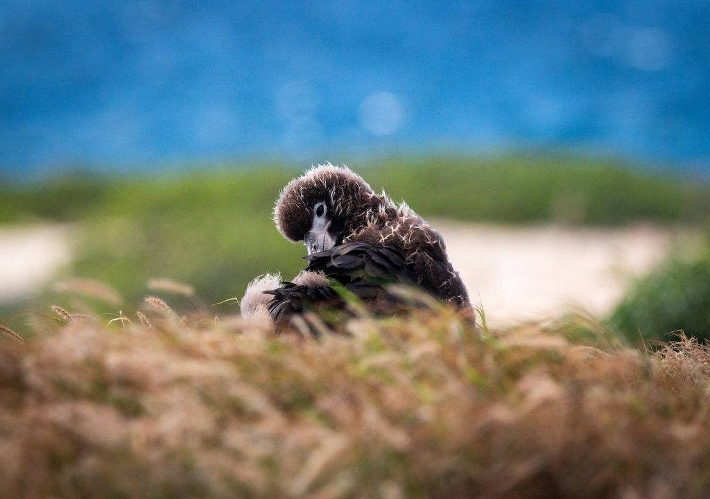 Dies ist ein Laysanalbatros Kücken auf Hawai als Symbolbild