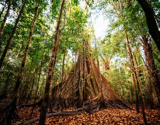 Urwälder veränderten den CO2-Gehalt in der Atmosphäre nicht wie angenommen!