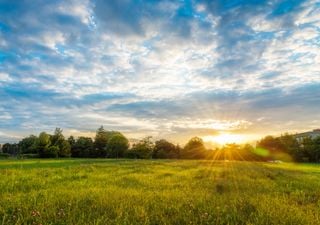 Wissenschaftler finden Antworten auf Klimafragen in Weidelandschaften