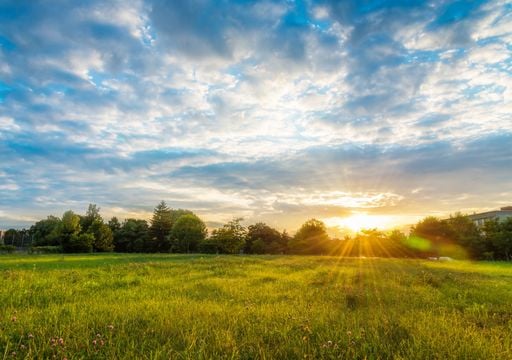 Wissenschaftler finden Antworten auf Klimafragen in Weidelandschaften