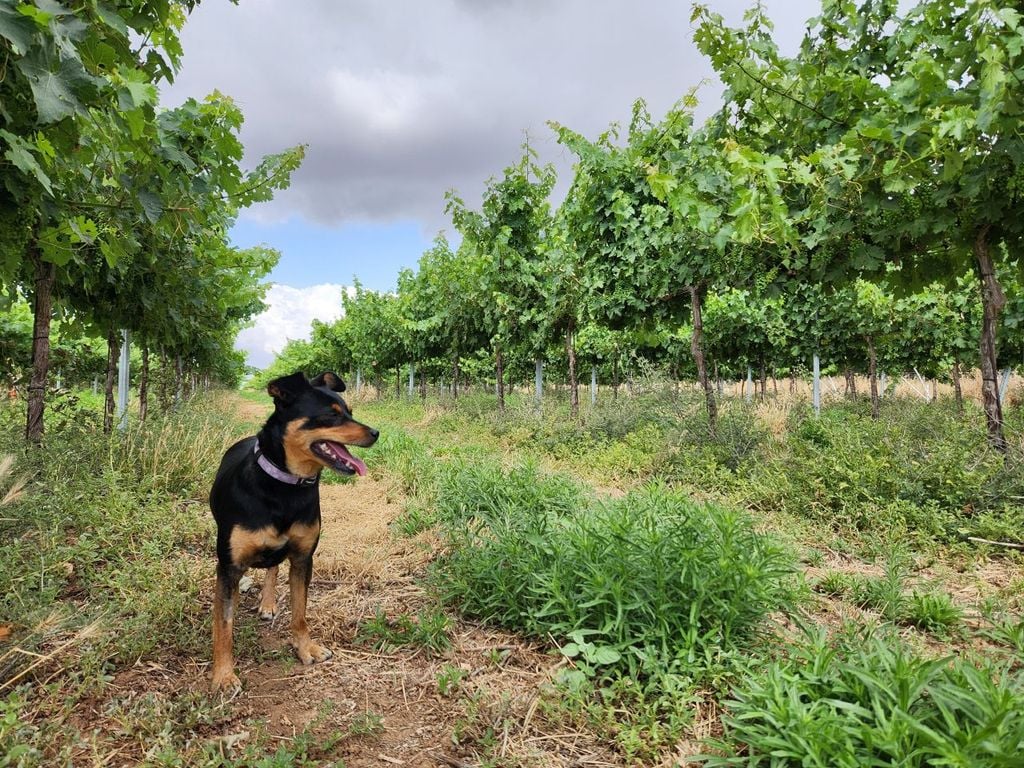 hunde, weinberge, fliegen