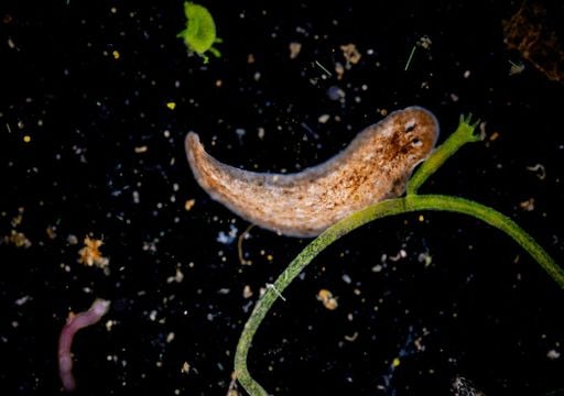 Los científicos alertan sobre la planaria, un depredador que amenaza el  equilibrio de los ecosistemas marinos de Europa