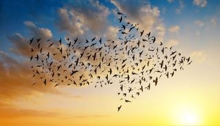 Thousands of Birds Are Migrating to Summer Destinations: Here&rsquo;s Why They Travel