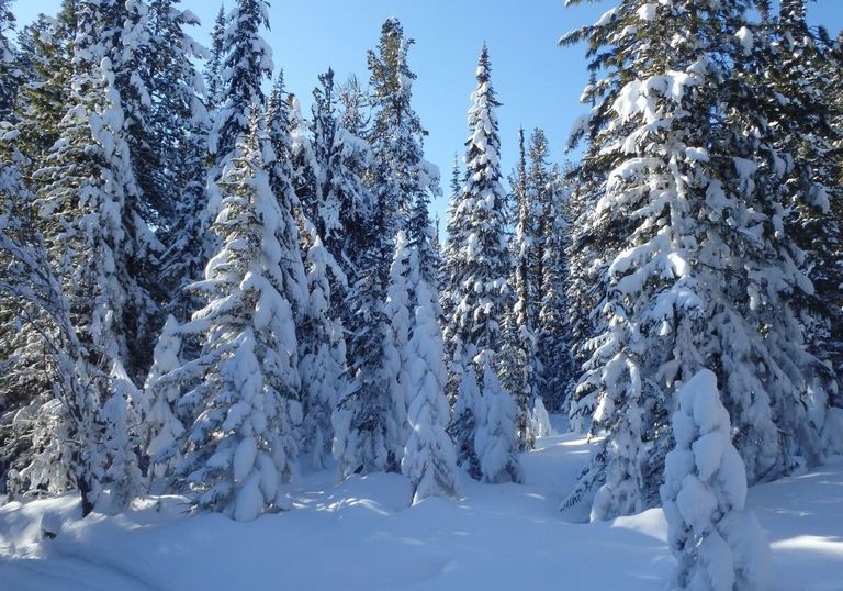 Wo ist der Winter? Wo ist der Winter?
