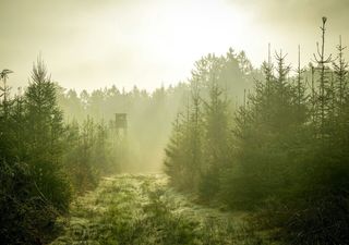 Woher kommt der Weihnachtsbaum im Jahr 2024? – Die größten Anbaugebiete in Deutschland und Umgebung