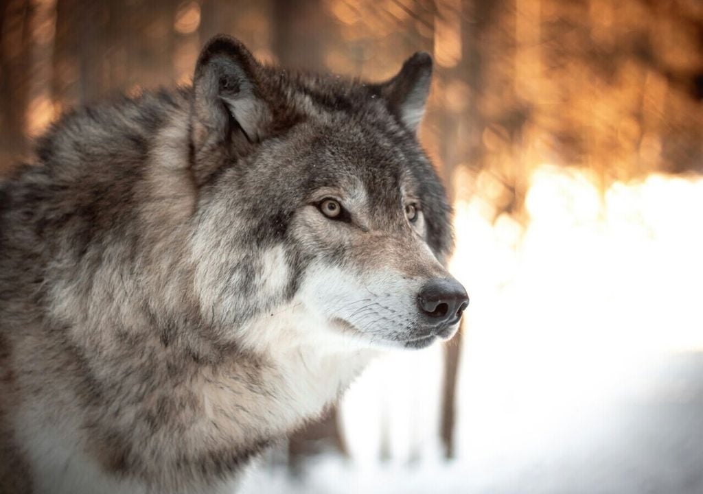 „Die Nähe wilder Wölfe zu Menschen in einer dicht besiedelten Umgebung ist ein neues Phänomen“, sagen Experten. Bild: Milo Weiler/Unsplash