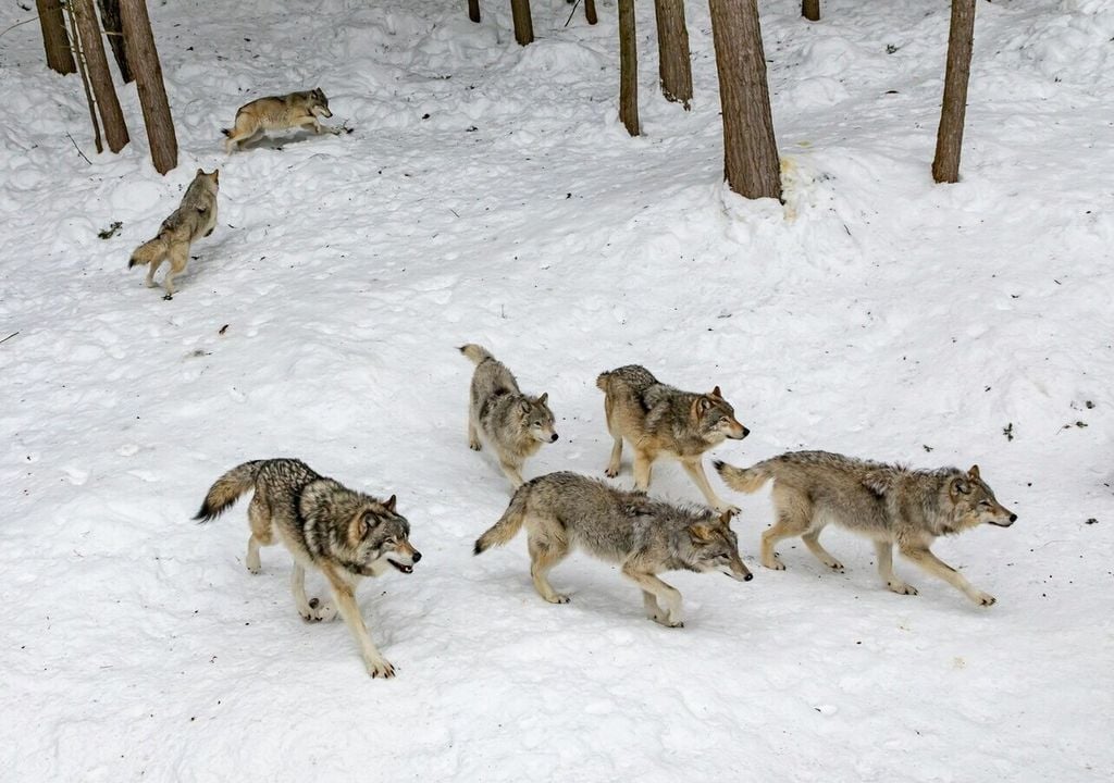 Ob Mensch und Wolf friedlich koexistieren können, hängt nicht zuletzt von der Anpassungsfähigkeit beider Spezies ab. Bild: Eva Blue/Unsplash