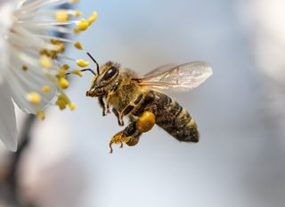 Weltbienentag 2022: Wie die Bienen den Schwänzeltanz beherrschen!