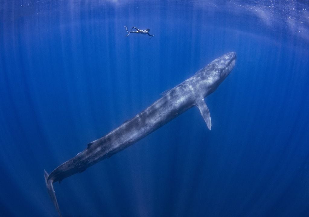 The blue whale is the largest animal to have ever lived.