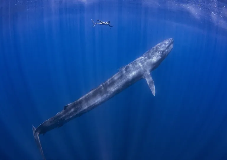 World Biodiversity Day: the blue whale provides hope for conservation