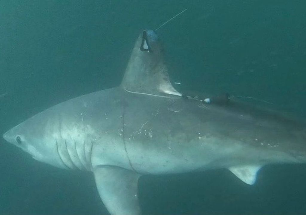 Tagged shark