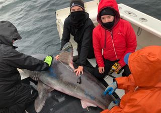 World's first case of predation of endangered Porbeagle shark by larger predator documented