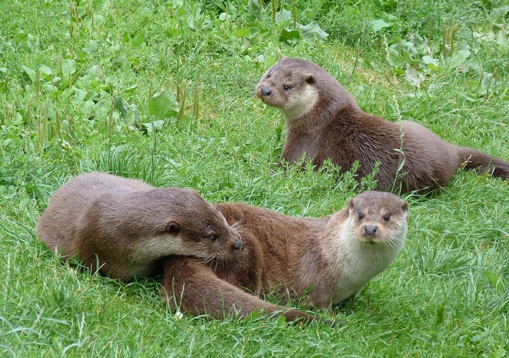 British otters.