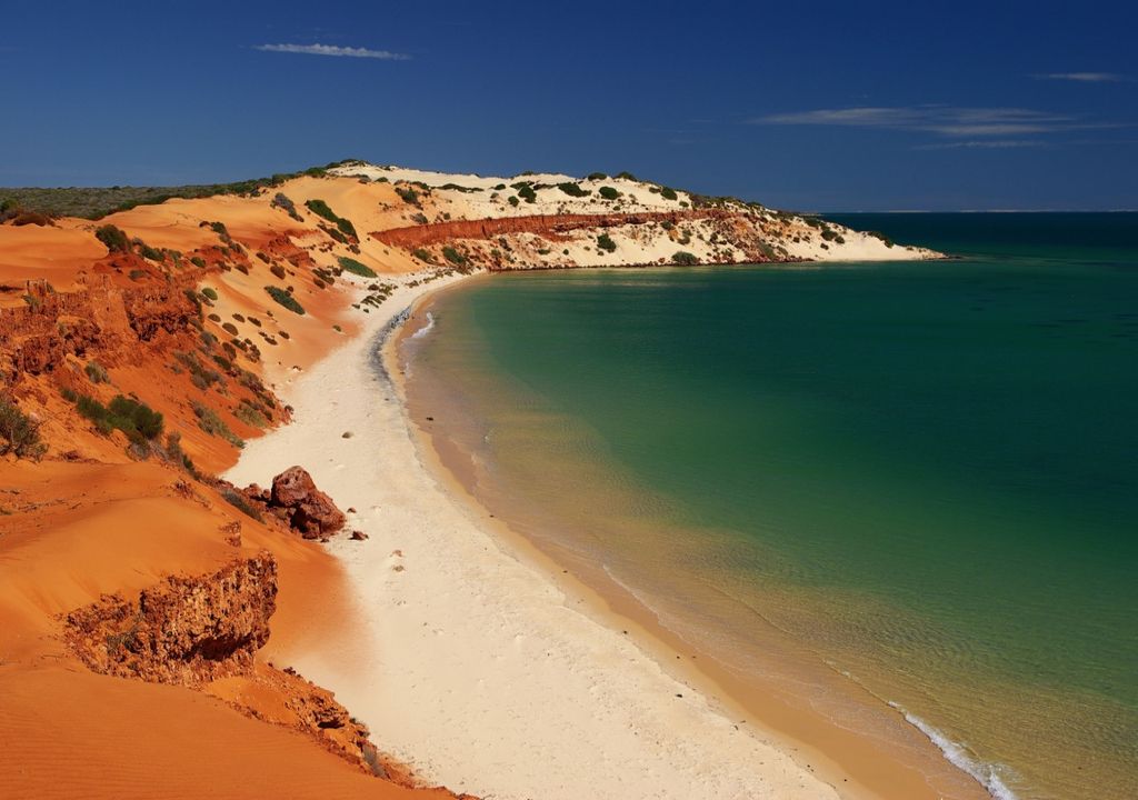 Shark Bay planta más grande del mundo