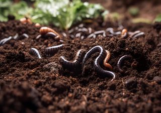  Worms: Scientists acknowledge this unsung hero of evolution