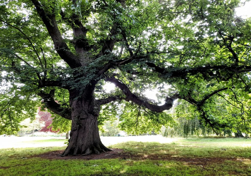 Wrexham's Sweet Chestnut, crowned Tree of the Year 2023 (c) Hannah Farnell