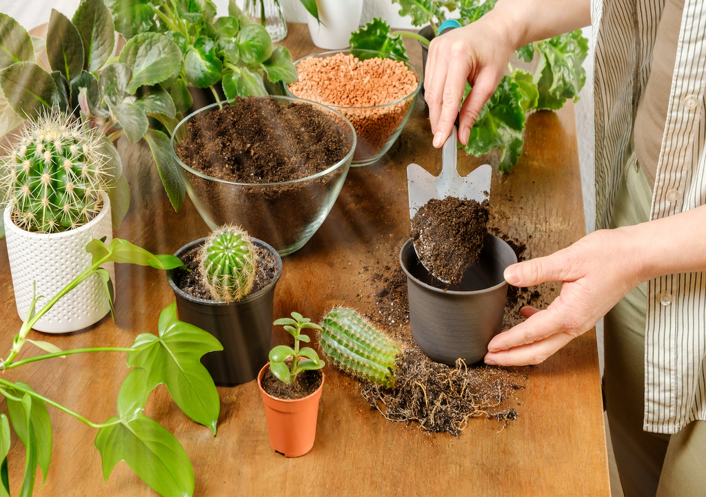 Winterruhe als Voraussetzung für Blüten: Bei kühlen Temperaturen und trockener Erde sammeln viele Kakteen Kraft für den nächsten Sommer.