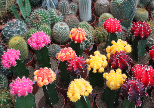 W&uuml;stenpflanzen in der Wohnung: Wie Kakteen mit wenig Wasser, viel Licht und Ruhephasen pr&auml;chtig gedeihen