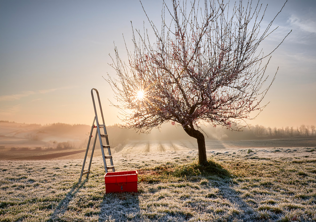 Obstbaum, März, Sorten, Frost, Blüte, Frühjahr Obstbaum im März bei Frost: Winterharte Sorten überstehen Frost problemlos und bereiten sich auf ihre Blüte im Frühjahr vor.