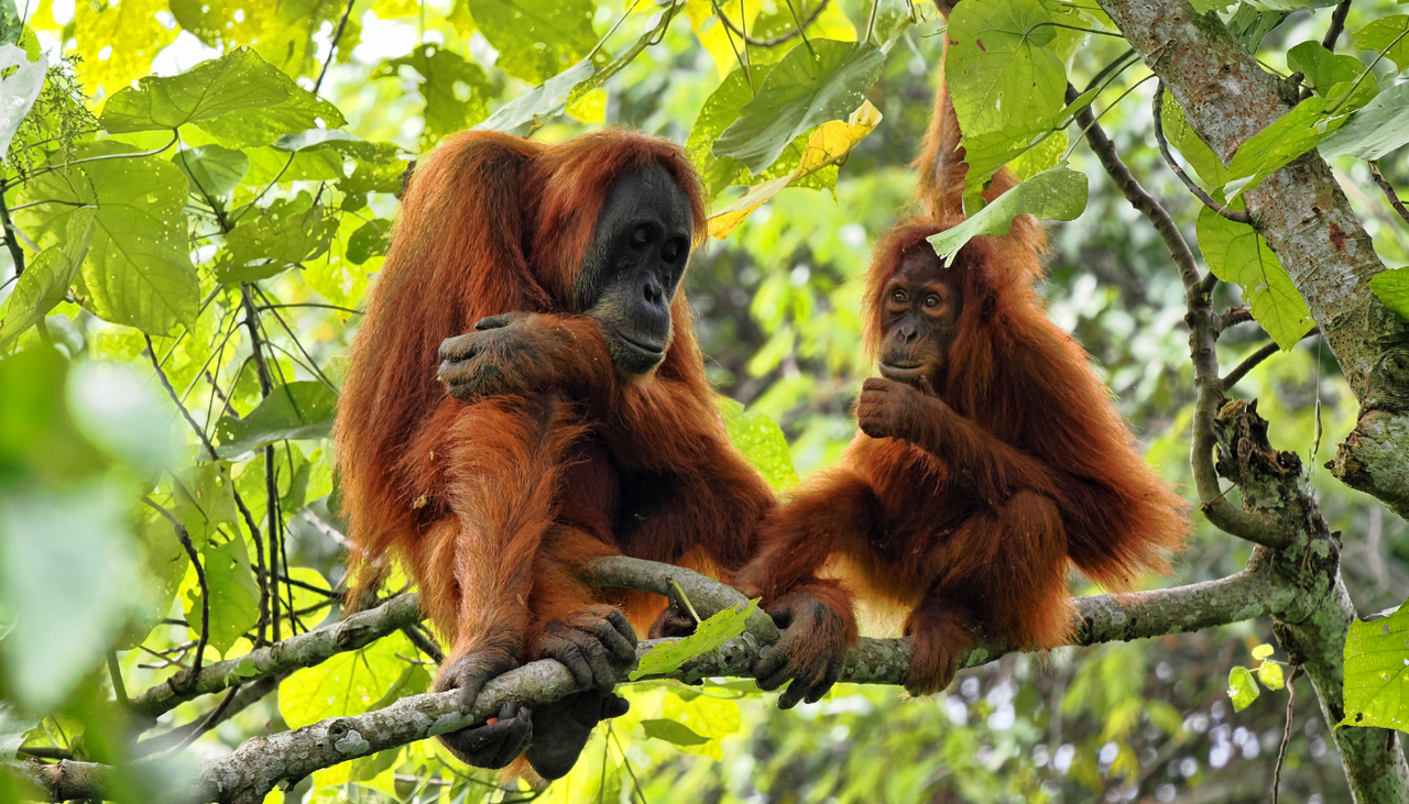 Todas las especies de orangután actualmente están amenazadas, sin embargo, algunas de estas ya enfrentan un alto nivel de extinción al contar con menos de 1000 ejemplares.