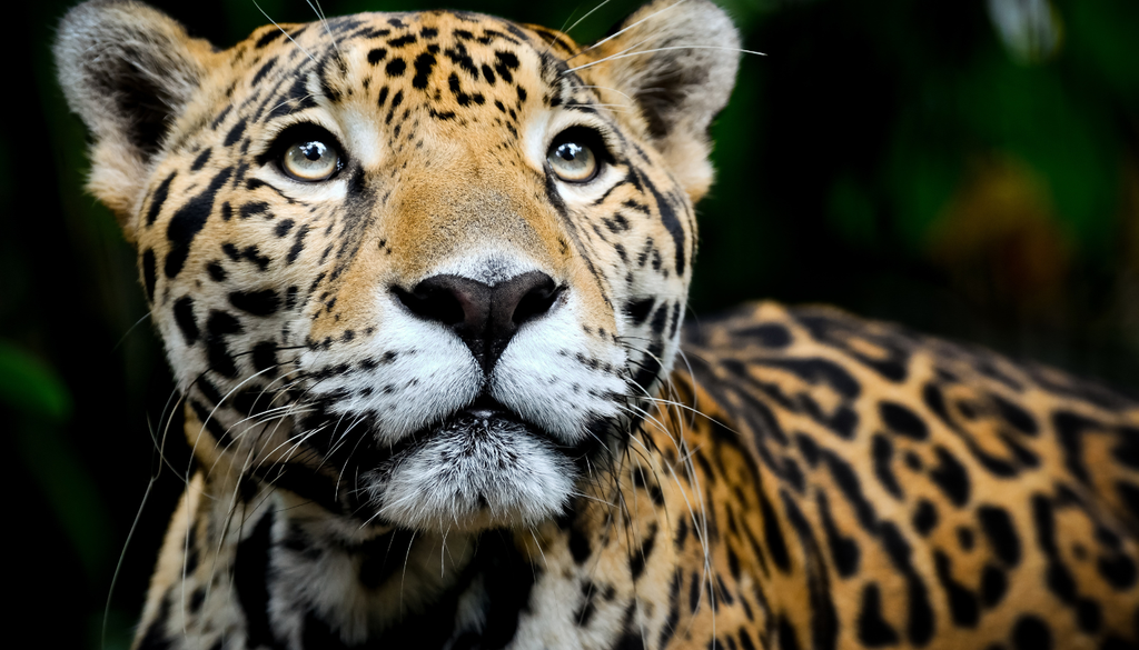 Los leopardos se consideran vulnerables debido a la caza ilegal y destrucción de ecosistemas que los pone en peligro en su búsqueda de alimento. Algunas de sus subespecies ya están en peligro de extinción crítico.