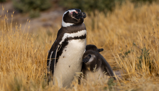 WWF revela un devastador colapso del 73 % en miles de especies del planeta