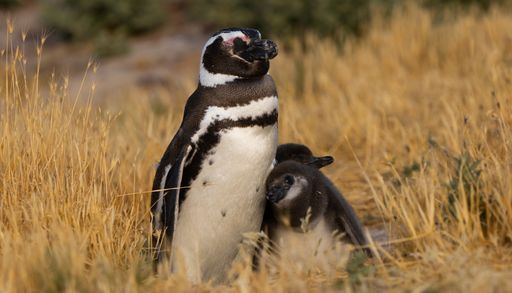WWF revela un devastador colapso del 73 % en miles de especies del planeta