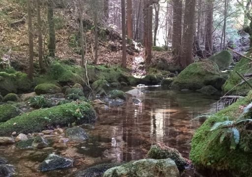 WWF vai arrancar com operações de restauro no Gerês, Serra do Caldeirão e Estuário do Tejo