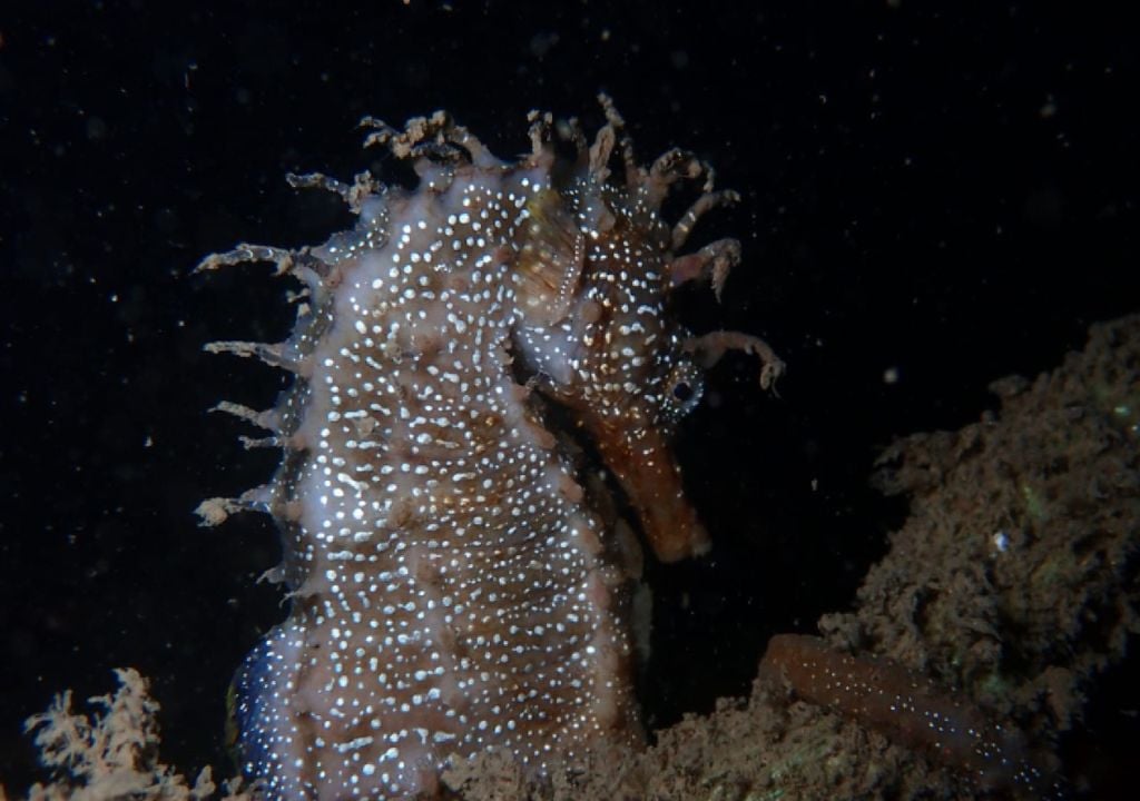 cavalo-marinho do estuário do Tejo cavalo-marinho do estuário do Tejo