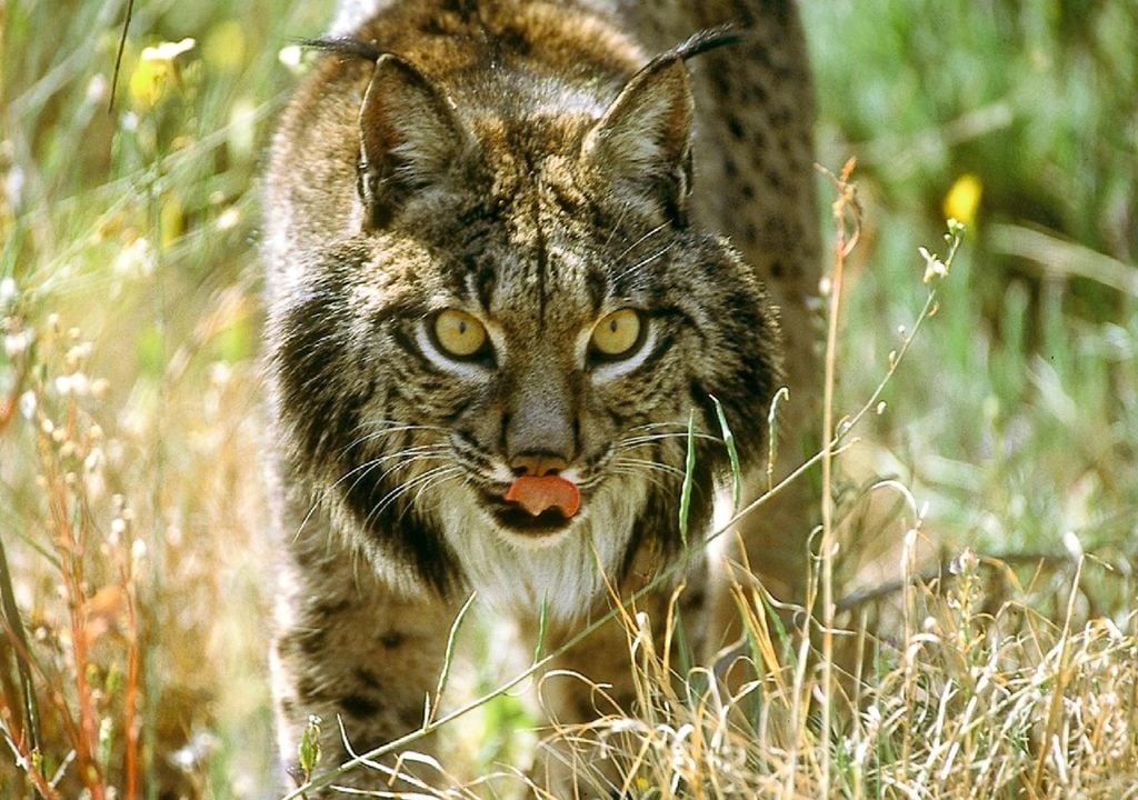 Lince-ibérico na Serra do Caldeirão Lince-ibérico na Serra do Caldeirão