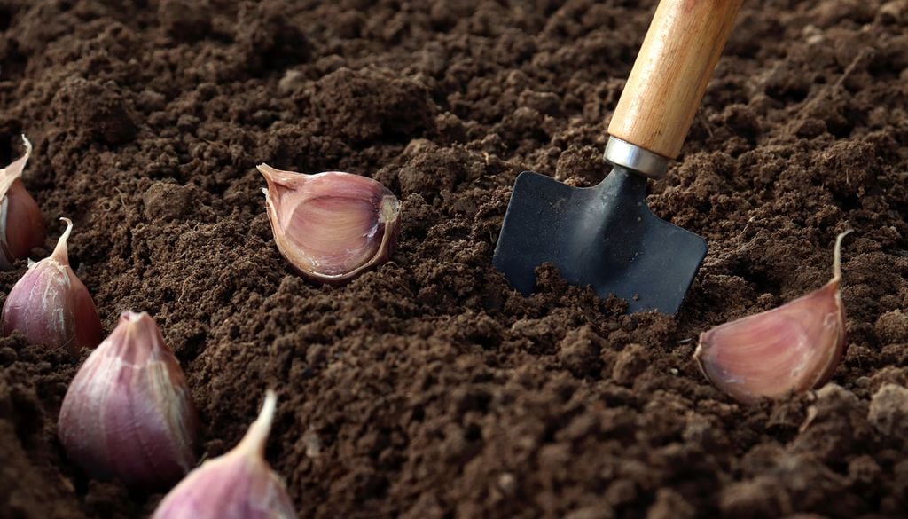 En octobre, vous pouvez aussi planter quelques bulbes potagers comme l'ail et certaines variétés d'échalotes.