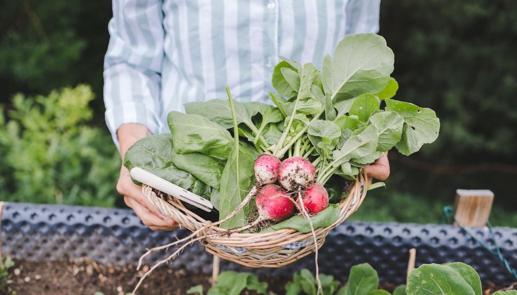 Vous pouvez planter des feuillus comme les épinards ou la mâche. Ainsi que des légumes-racines comme le radis.