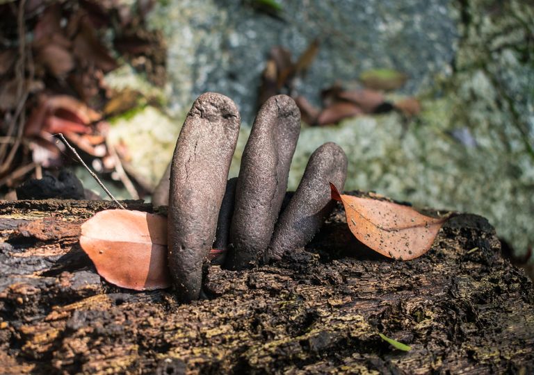 Xylaria Polymorpha: un espeluznante hongo que parece los dedos de un muerto Xylaria Polymorpha: un espeluznante hongo que parece los dedos de un muerto