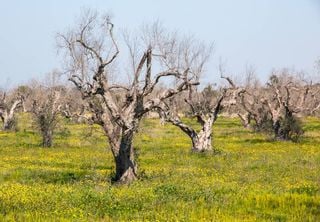 Xylella fastidiosa: aparición de nuevas plantas hospedadoras