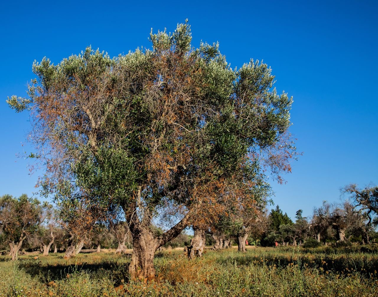 xylella cytoscape