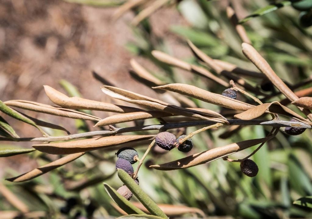 Oliveira afetada pela bactéria Xylella fastidiosa Oliveira afetada pela bactéria Xylella fastidiosa
