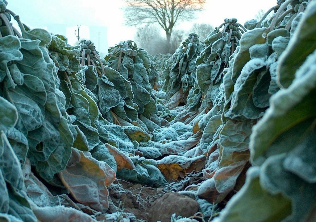 plantas congeladas plantas congeladas