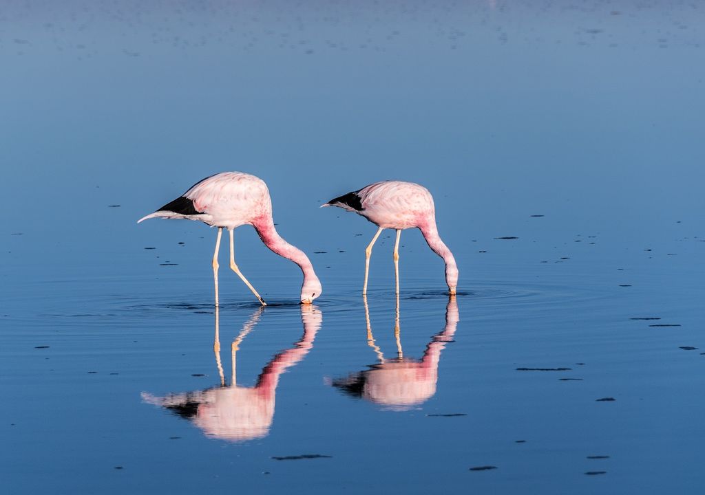 par de flamencos par de flamencos