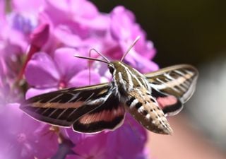 Un estudio de la Universidad de Lund afirma que los murciélagos y las polillas podrían salvar más flores que las abejas