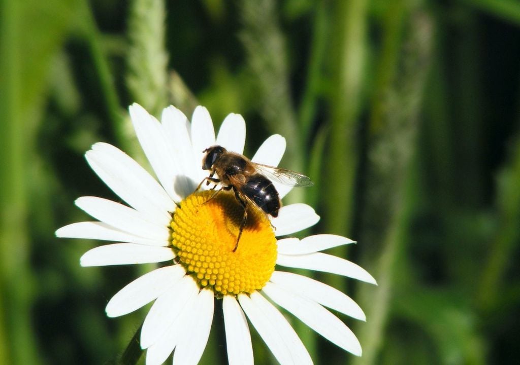 Abeja polinizando una margarita Abeja polinizando una margarita