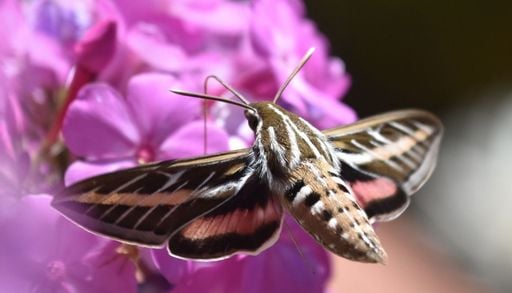 &iquest;Y si una flor dejara de existir... solo para los insectos? La contaminaci&oacute;n tiene parte de la respuesta