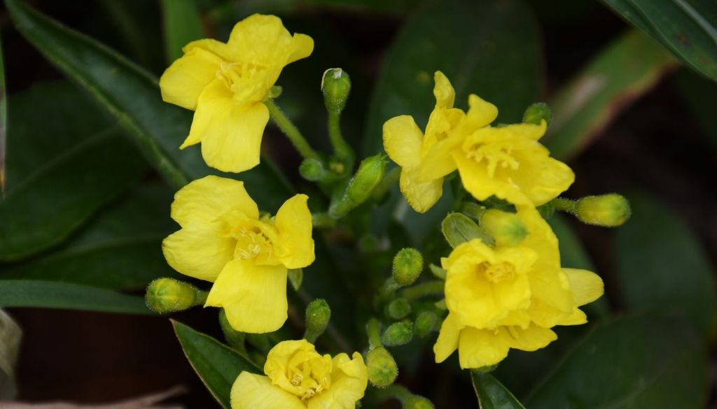 Onagra silvestre Se observó que esa menor frecuencia de visitas podría traducirse en una reducción cercana al 28 % en la producción de frutos de la especie estudiada, la onagra silvestre.