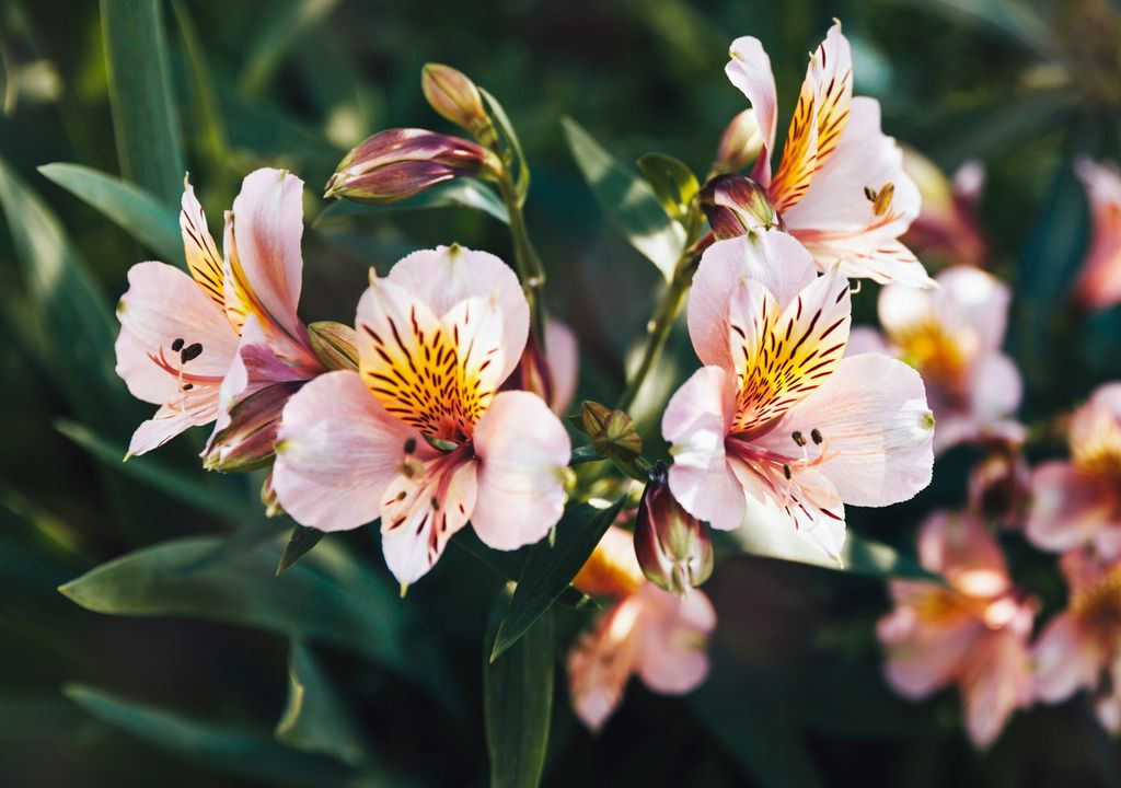 Alstromeria Alstromeria