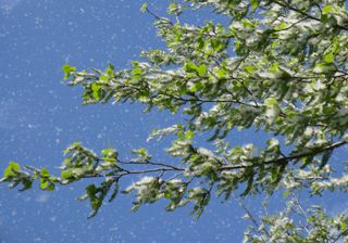 Ya están aquí los copos de primavera