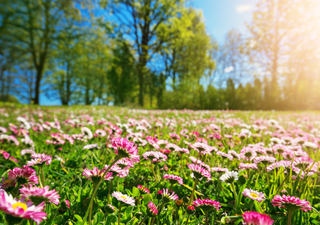 Llega la primavera a Chile en medio de la sequía: ¿qué nos depara el clima?