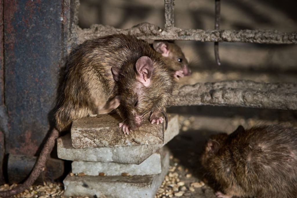 La letalidad provocada por el hantavirus de persona a persona es alta por eso es de preocupación este brote para la OMS.